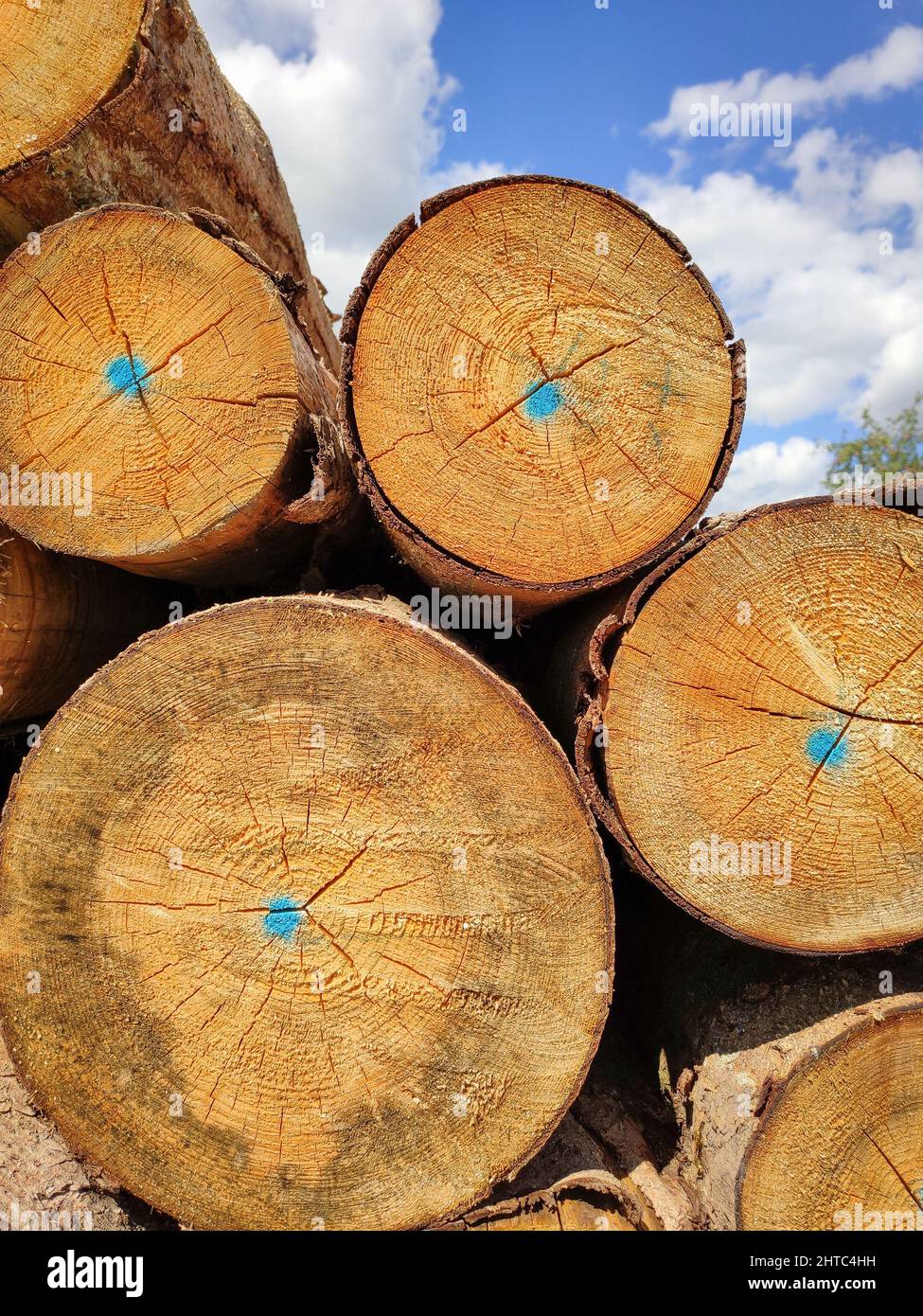 Vertical shot of stacked tree lumber under the sunlight and a blue
