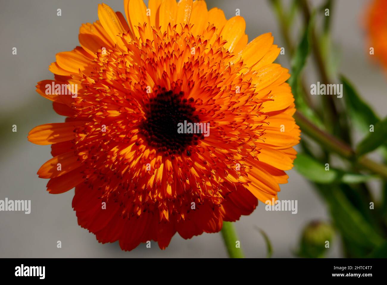 Single Calendula (Calendula officinalis) 'Crown Orange' Pot Marigold