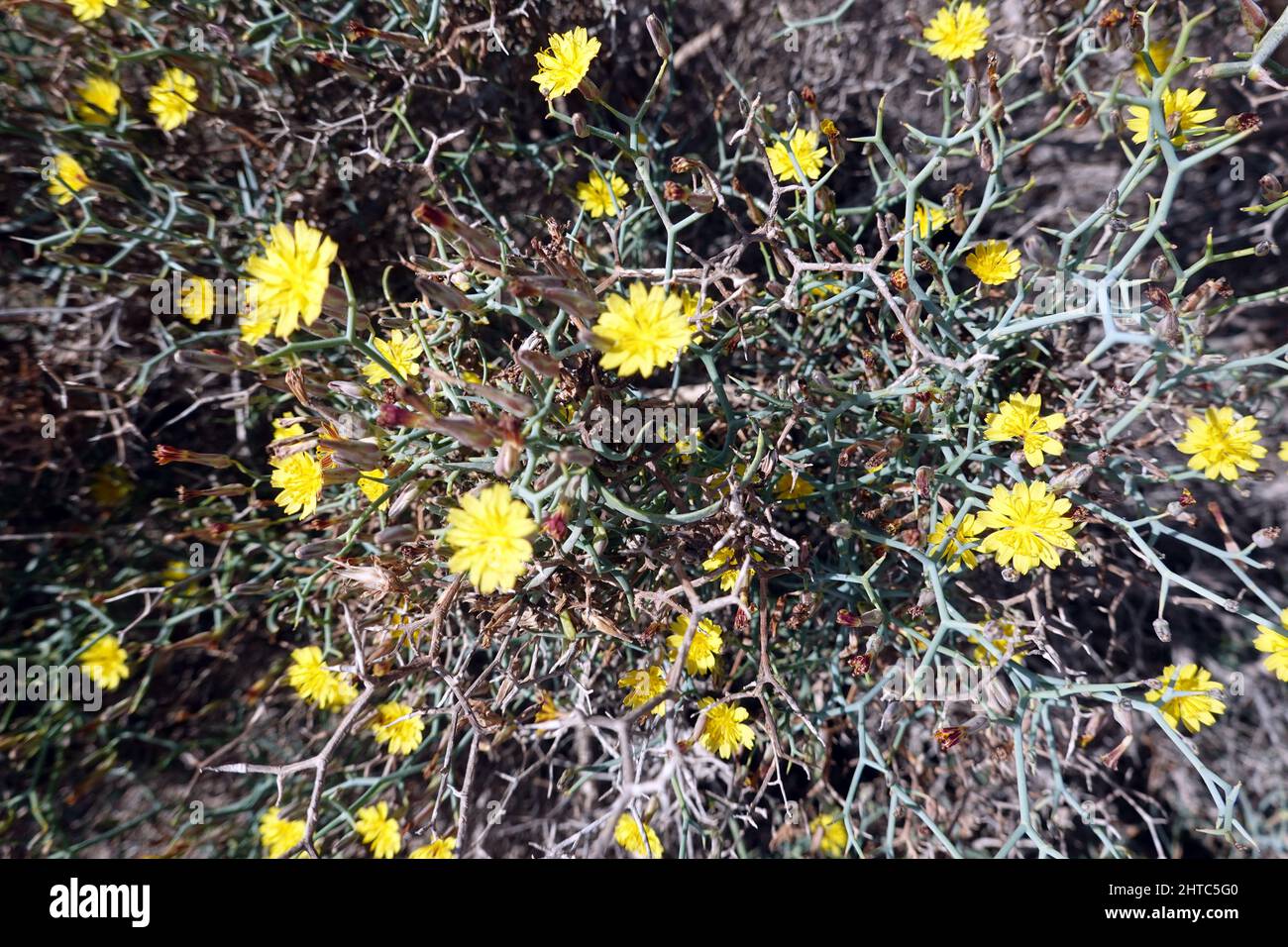 Strauch-Dornlattich (Launaea arborescens, Syn. Zollikoferia arborescens), Fuerteventura, Spanien, Jandia Playa Stock Photo