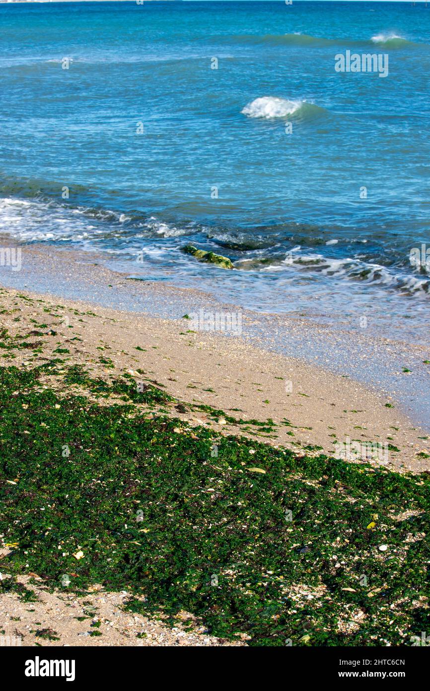 Vertical shot grass beach hi-res stock photography and images - Alamy