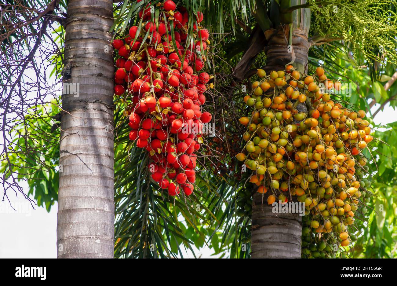 Red and brown Areca nut palm, Betel Nuts, Betel palm (Areca catechu) hanging on its tree Stock Photo