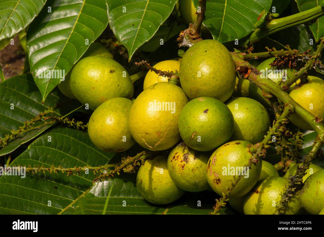 Ripe Matoa fruits (Pometia pinnata) and green leaves, native fruit from Papua, Indonesia Stock Photo