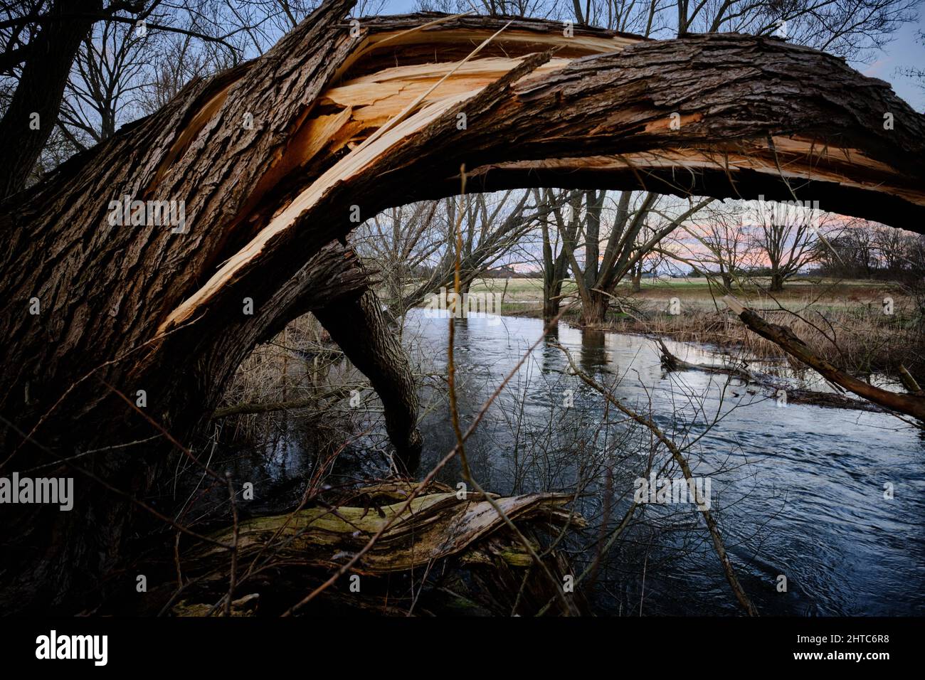 24 February 2022, Lower Saxony, Brunswick: A tree bent by the storms of the last few days stands in the northern Oker floodplain on the banks of the river Oker, which floods after heavy rainfall. This Monday, the Intergovernmental Panel on Climate Change will report on the drastic consequences of man-made climate change for humans and nature. The world is in the crucial decade to still turn the tide and avert the worst consequences, said the co-chair of the responsible working group of the Intergovernmental Panel on Climate Change (IPCC), marine biologist Pörtner, before the publication. (to d Stock Photo