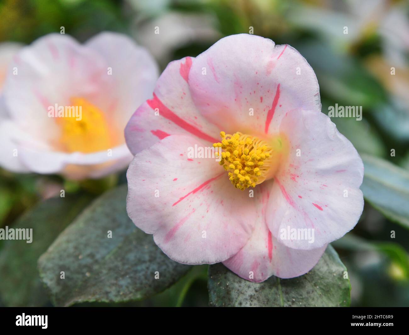 27 February 2022, Saxony, Roßwein: In the camellia house, which is looked after by members of the Heimatverein Roßwein e.V., the camellia 'Camellia japonica Tricolor' shows its pink-white flowers. Currently, the greenhouse also features the white blooms of the camellia 'Alba plena', which is over 200 years old. The 6.50-meter-high plant, also known as the Tea Rose of Winter with its double flowers up to 10 centimeters in size, is said to have been planted in the 18th century by Count von Einsiedel at Gersdorf near Roßwein. The botanical rarity is the second oldest north of the Alps in Europe a Stock Photo