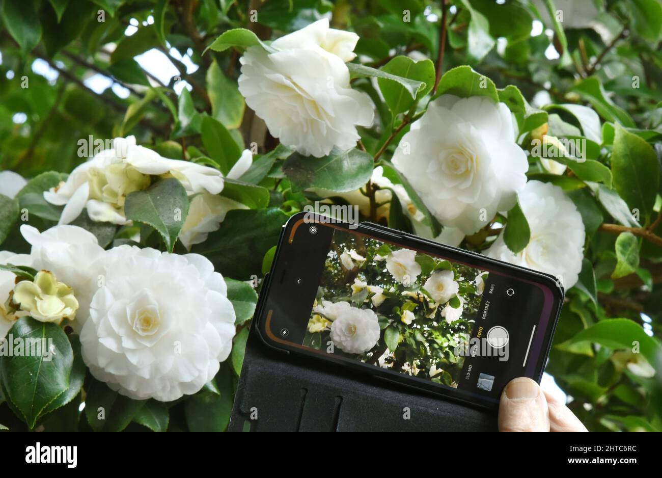 27 February 2022, Saxony, Roßwein: In the camellia house, which is looked after by members of the Heimatverein Roßwein e.V., a visitor uses his cell phone to take a photo of the white flowering splendor of the over 200-year-old camellia 'Alba plena'. The 6.50-meter-high plant, also known as the Tea Rose of Winter with its double flowers up to 10 centimeters in size, is said to have been planted in the 18th century by Count von Einsiedel at Gersdorf near Roßwein. The botanical rarity is the second oldest north of the Alps in Europe after the famous Pillnitz camellia and can be seen with other d Stock Photo