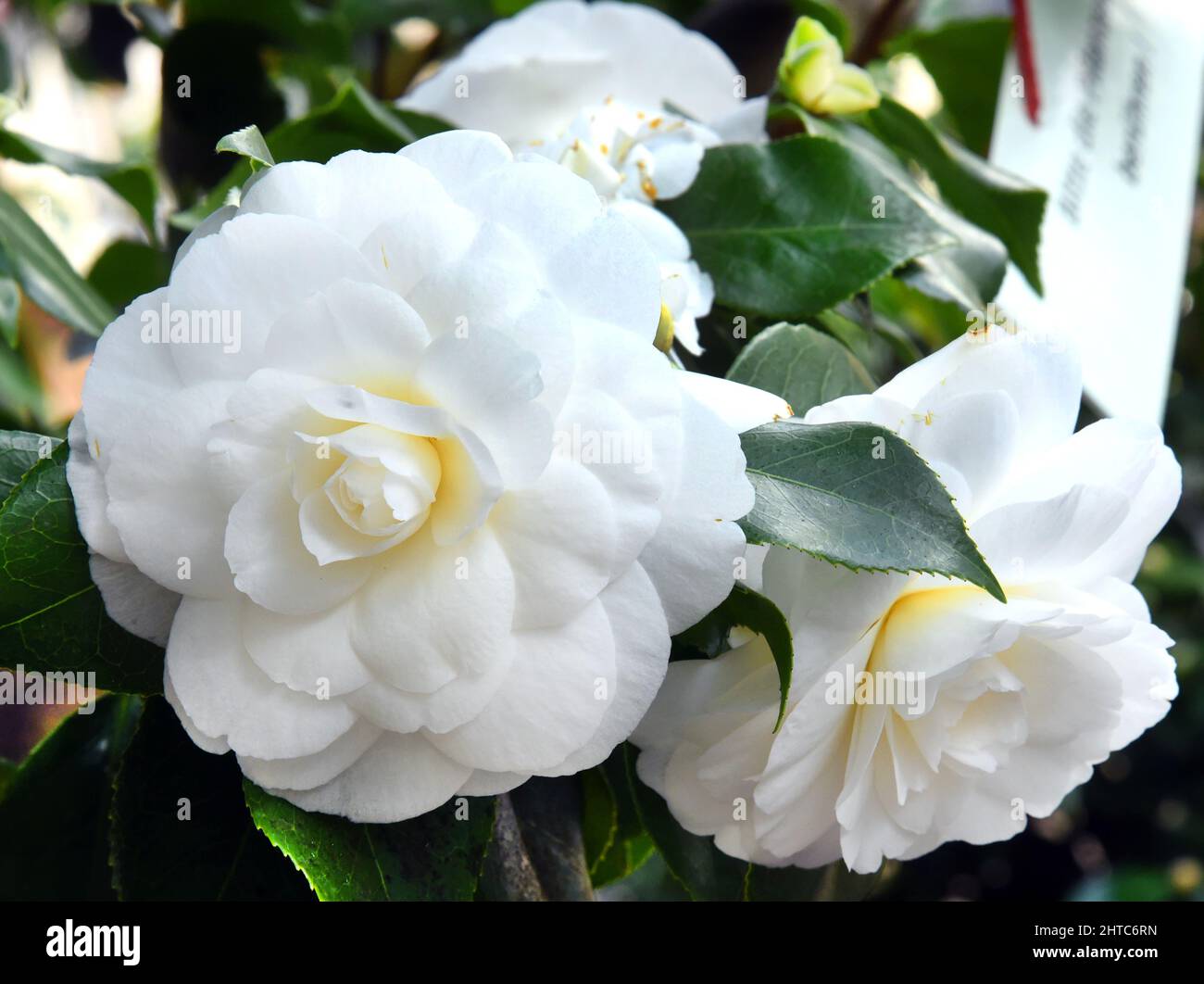 27 February 2022, Saxony, Roßwein: In the camellia house, which is looked after by members of the Heimatverein Roßwein e.V., the white flower splendor of the over 200-year-old camellia 'Alba plena' can currently be seen. The 6.50-meter-high plant, also known as the Tea Rose of Winter with its double flowers up to 10 centimeters in size, is said to have been planted in the 18th century by Count von Einsiedel at Gersdorf near Roßwein. The botanical rarity is the second oldest north of the Alps in Europe after the famous Pillnitz camellia and can be seen with other different camellia varieties ev Stock Photo