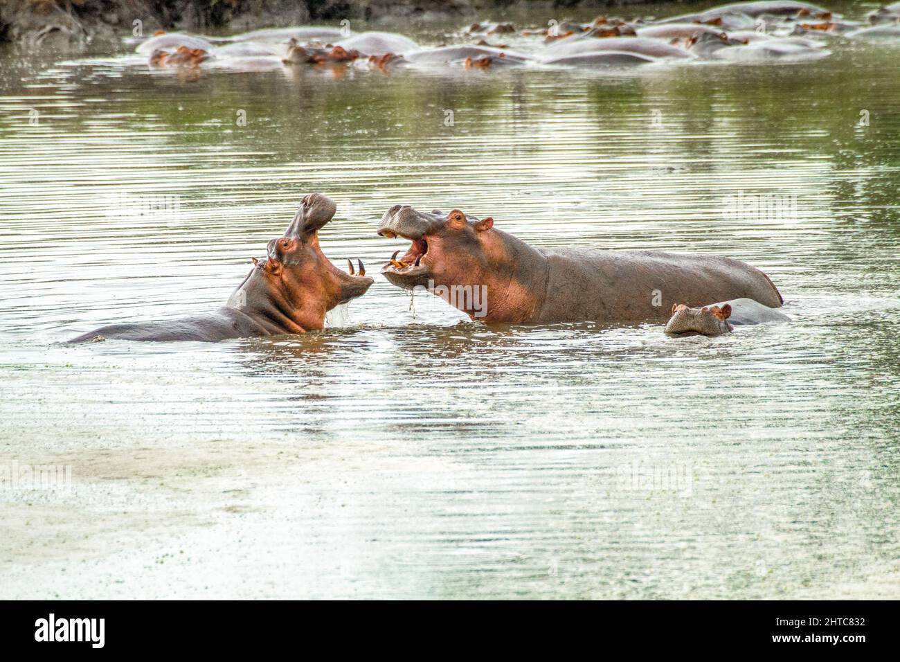 Two hippo hi-res stock photography and images - Alamy