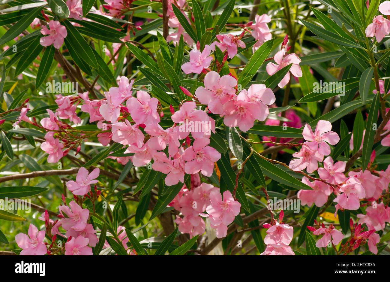 Tabebuia rosea pink flower for natural background Stock Photo