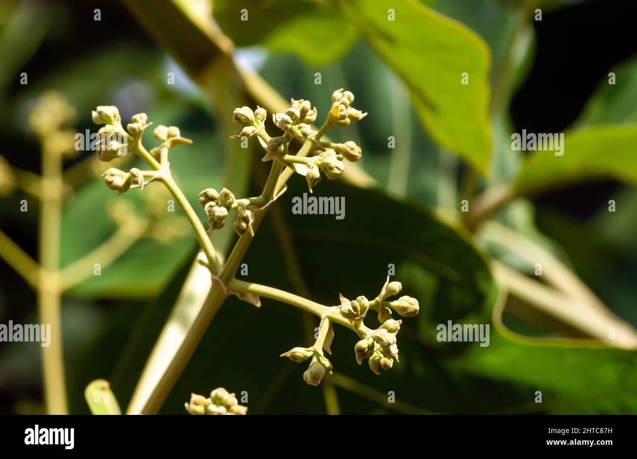 Teak flower buds (Tectona grandis), in shallow focus, arranged in dense clusters at the end of the branches Stock Photo