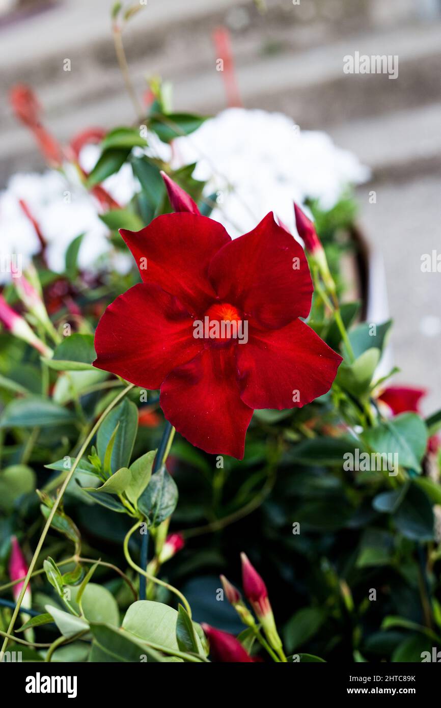 Selective focus of the blossomed red Rocktrumpet in the garden Stock Photo