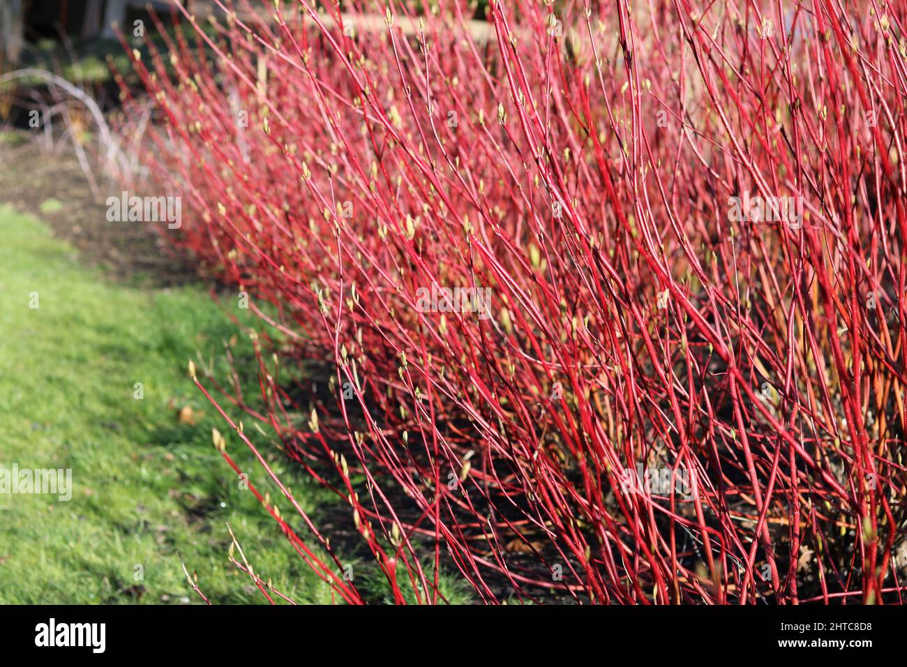 Shrub With Red Stems