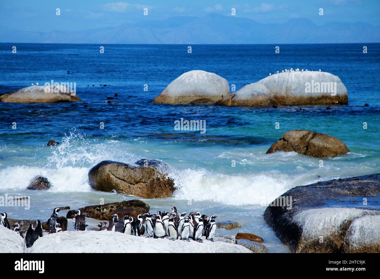 African Penguins Cape Nature living at Boulders Beach near Simon's Town on South Africa's Western Cape coastline Stock Photo