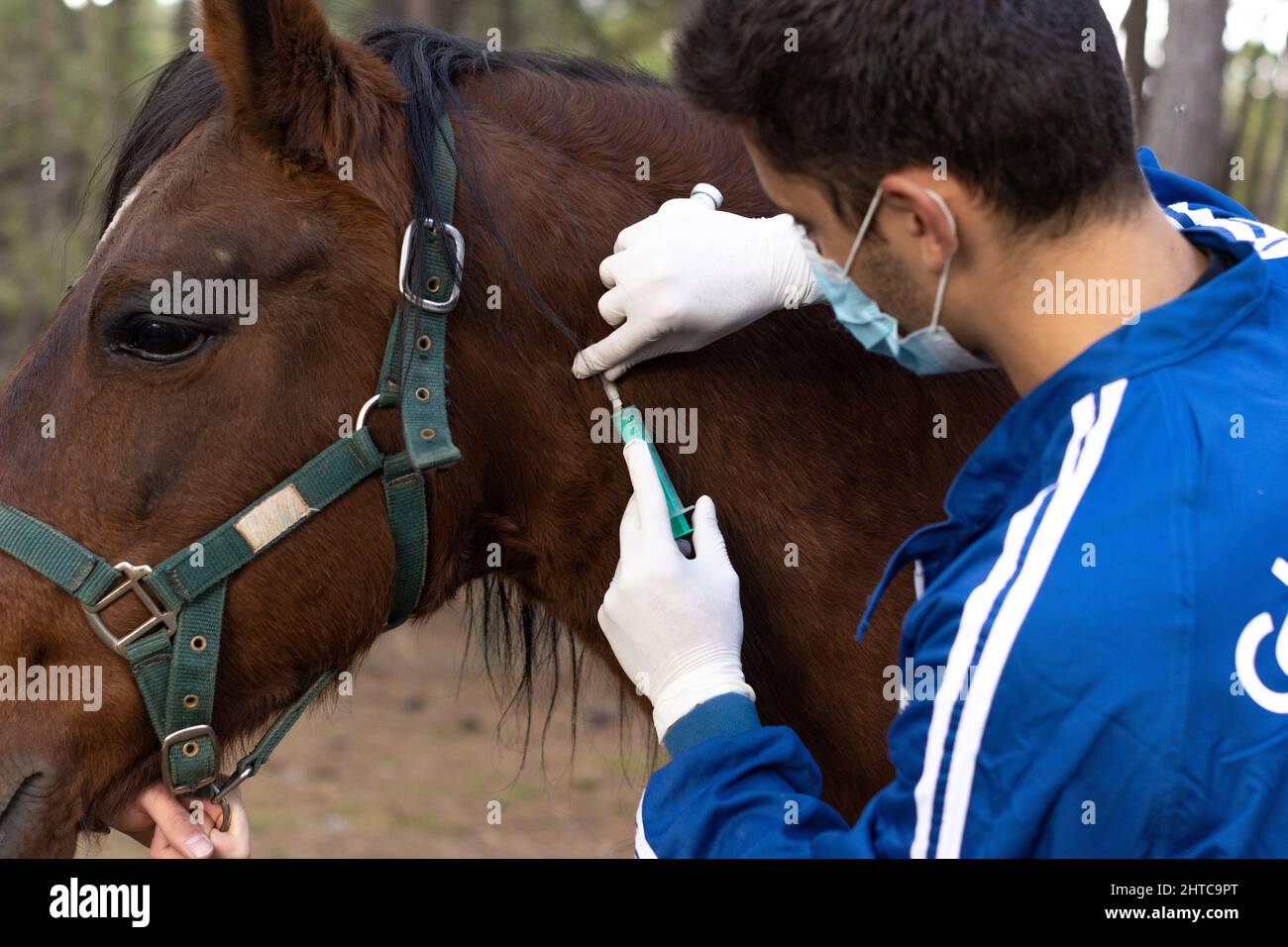Fresh Look at Veterinarian In Uniform Gloves And Mask Taking The Pulse Of