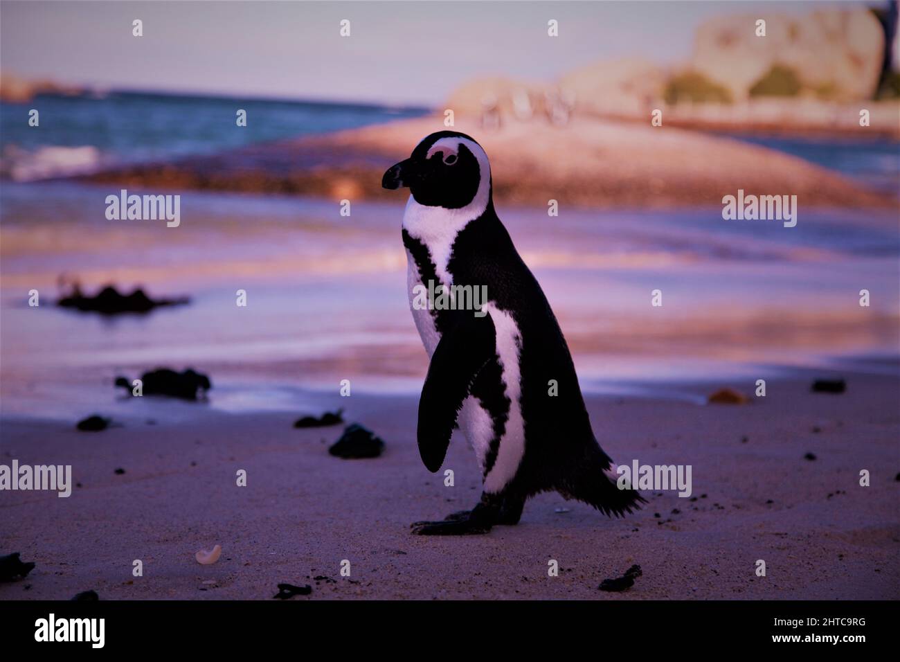 African Penguins Cape Nature living at Boulders Beach near Simon's Town on South Africa's Western Cape coastline Stock Photo