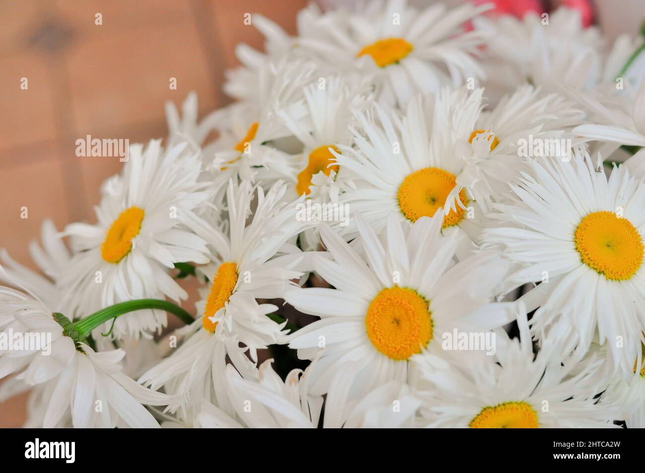 big white chamomile. beautiful daisy flowers close-up Stock Photo