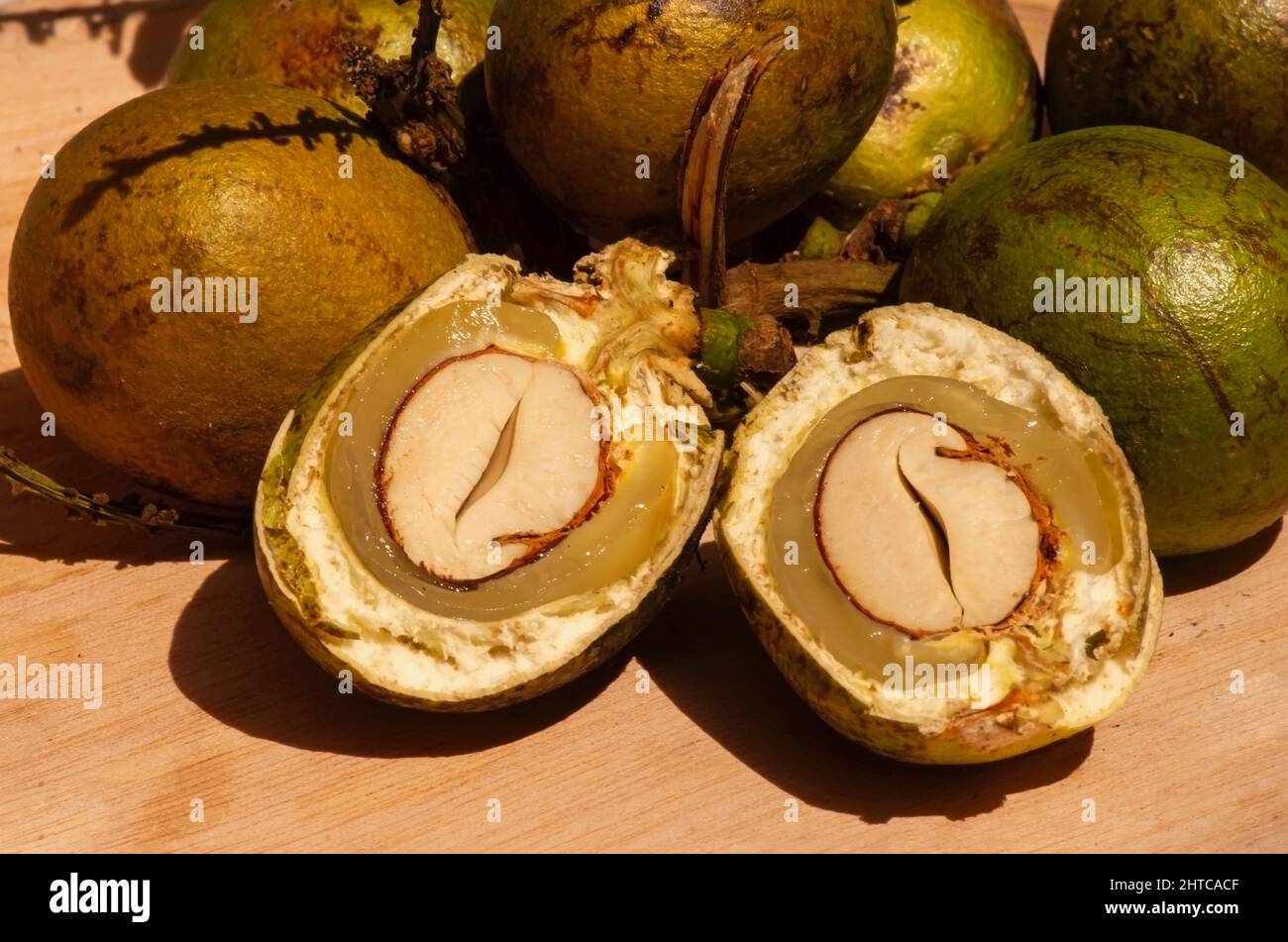 Ripe Matoa fruits (Pometia pinnata), native fruit from Papua, Indonesia Stock Photo