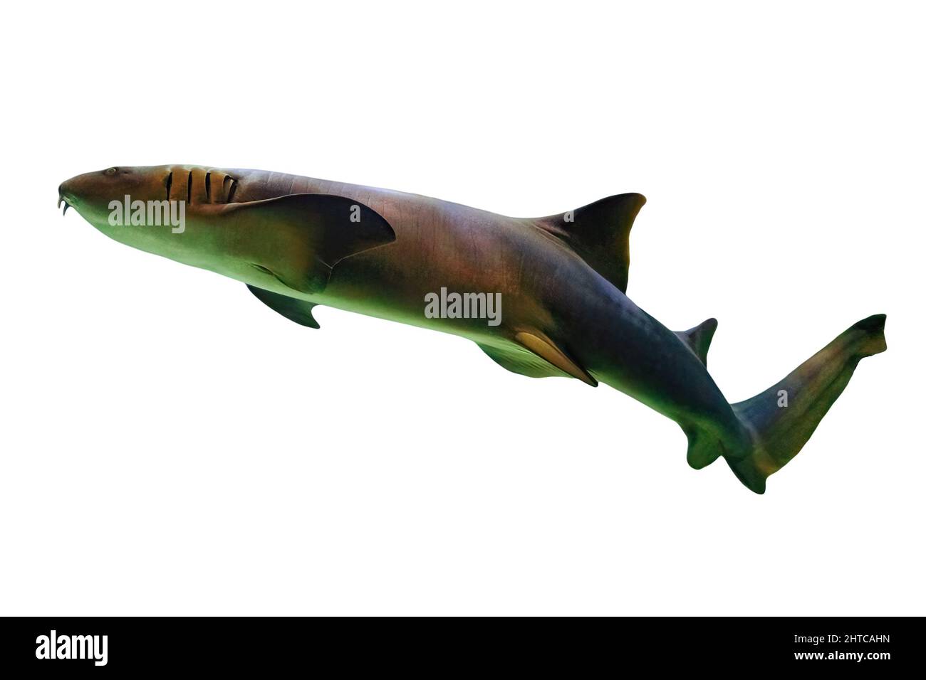 Close up of Nurse shark swimming isolated on white background. Ginglymostoma cirratum species in the family Ginglymostomatidae. Living in the Atlantic Stock Photo
