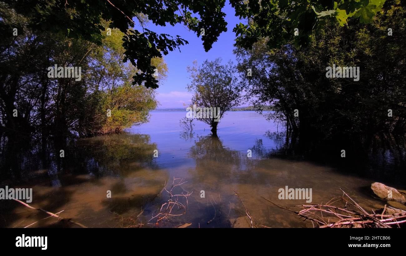 Beautiful view of trees in a lake with reflections on a sunny day Stock ...