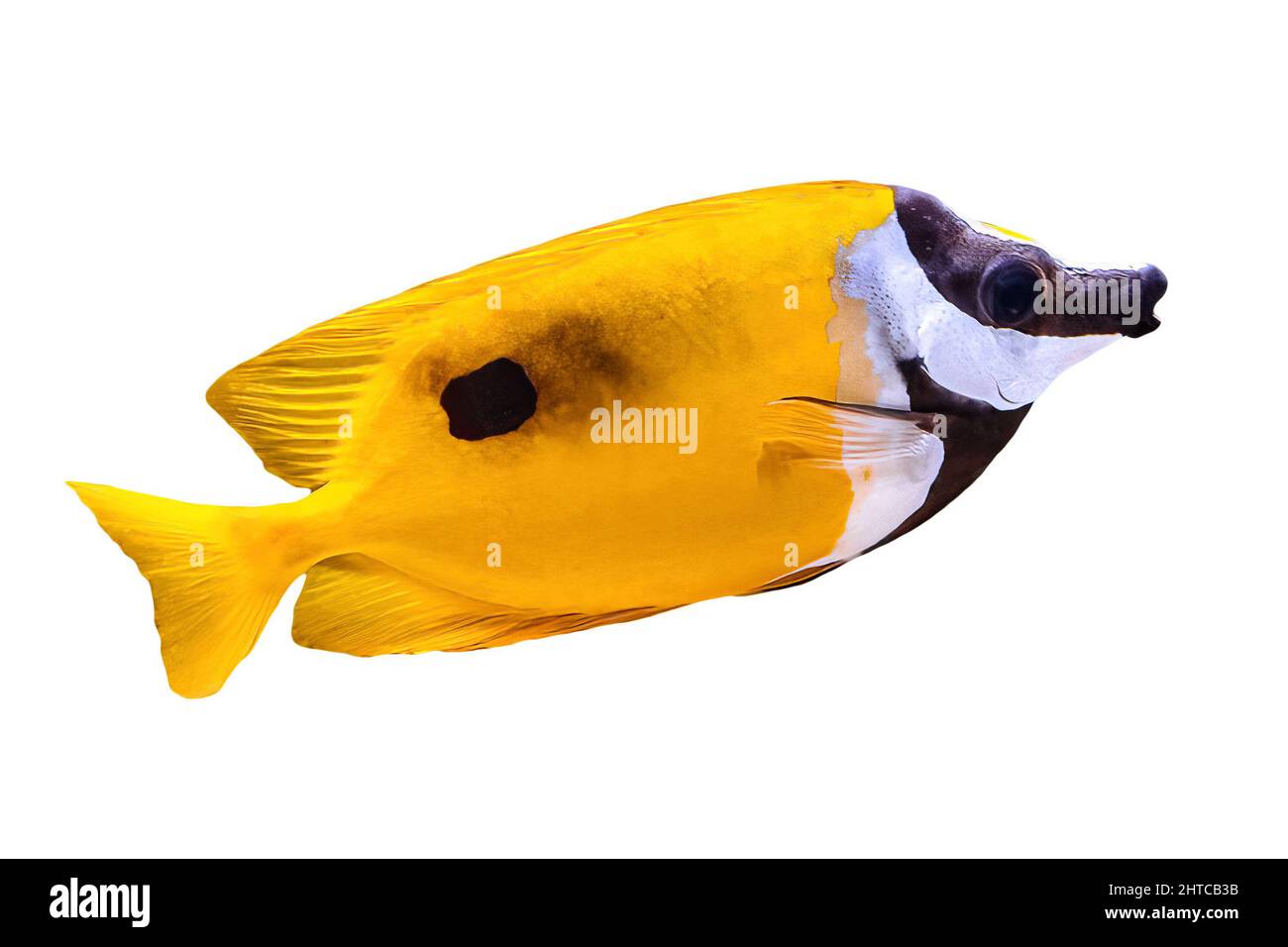 Foxface rabbitfish: Siganus vulpinus species of family Siganidae. Fish of the Indian and Pacific Oceans, Australia and Hawaii. Colorful surgeonfish Stock Photo