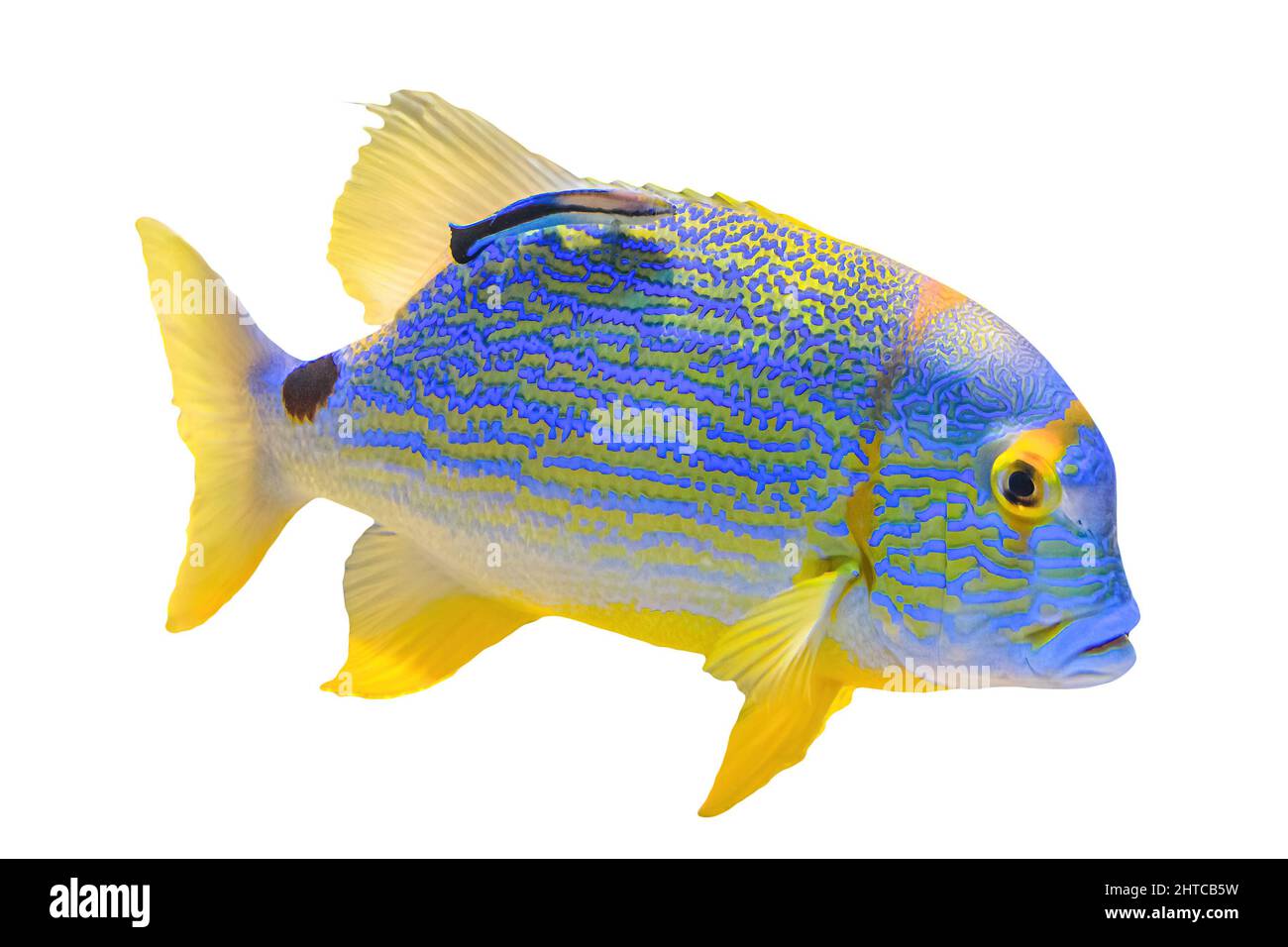 Sailfin snapper fish or blue-lined sea bream isolated on white background. Symphorichthys spilurus species living in Indian Ocean and western Pacific Stock Photo