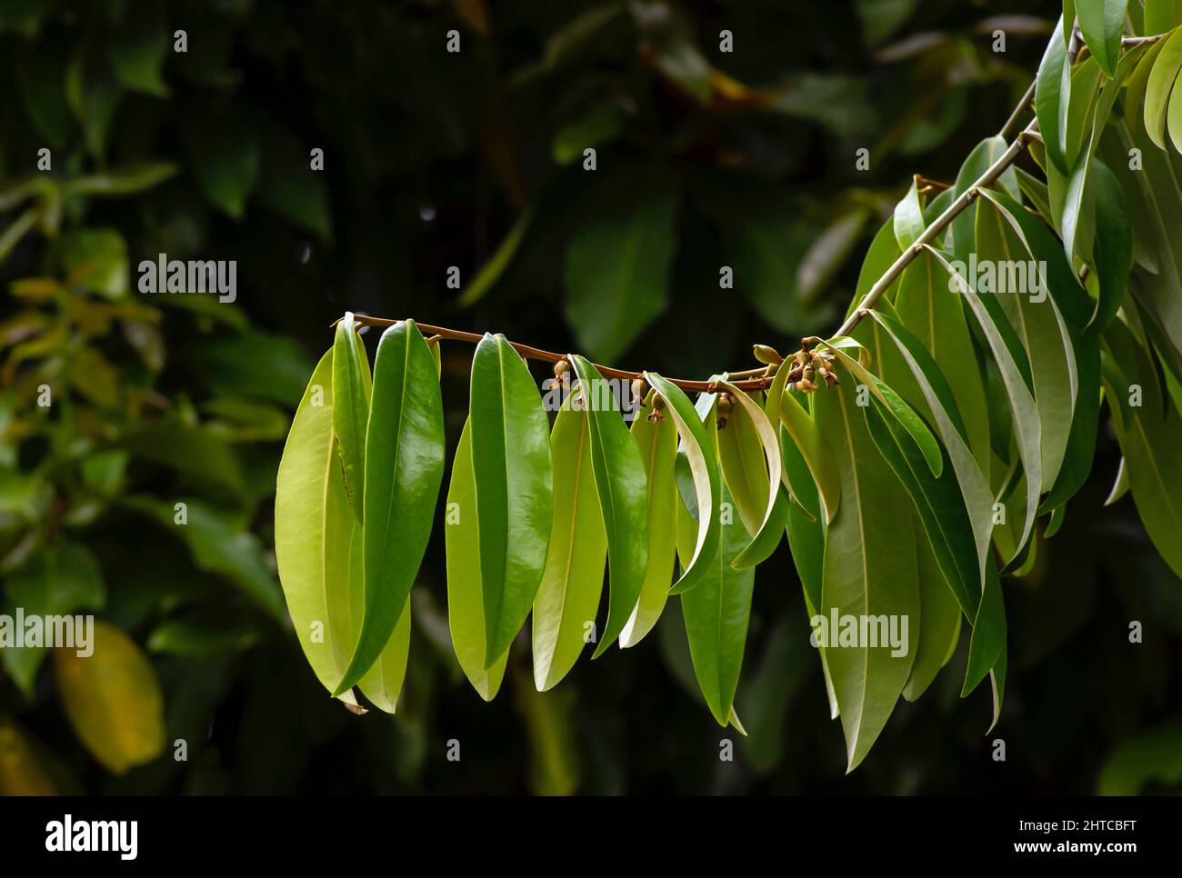 Indonesian dark wood, Ebony (Diospyros celebica) green leaves, seeds and flowers Stock Photo