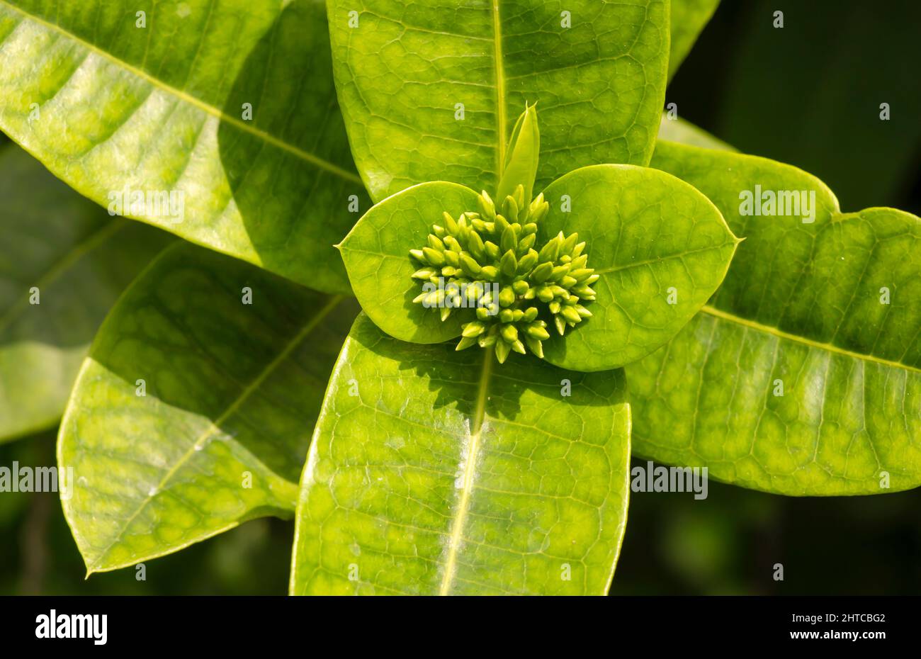 Ixora coccinea flower buds, a species of flowering plant in the family Rubiaceae Stock Photo