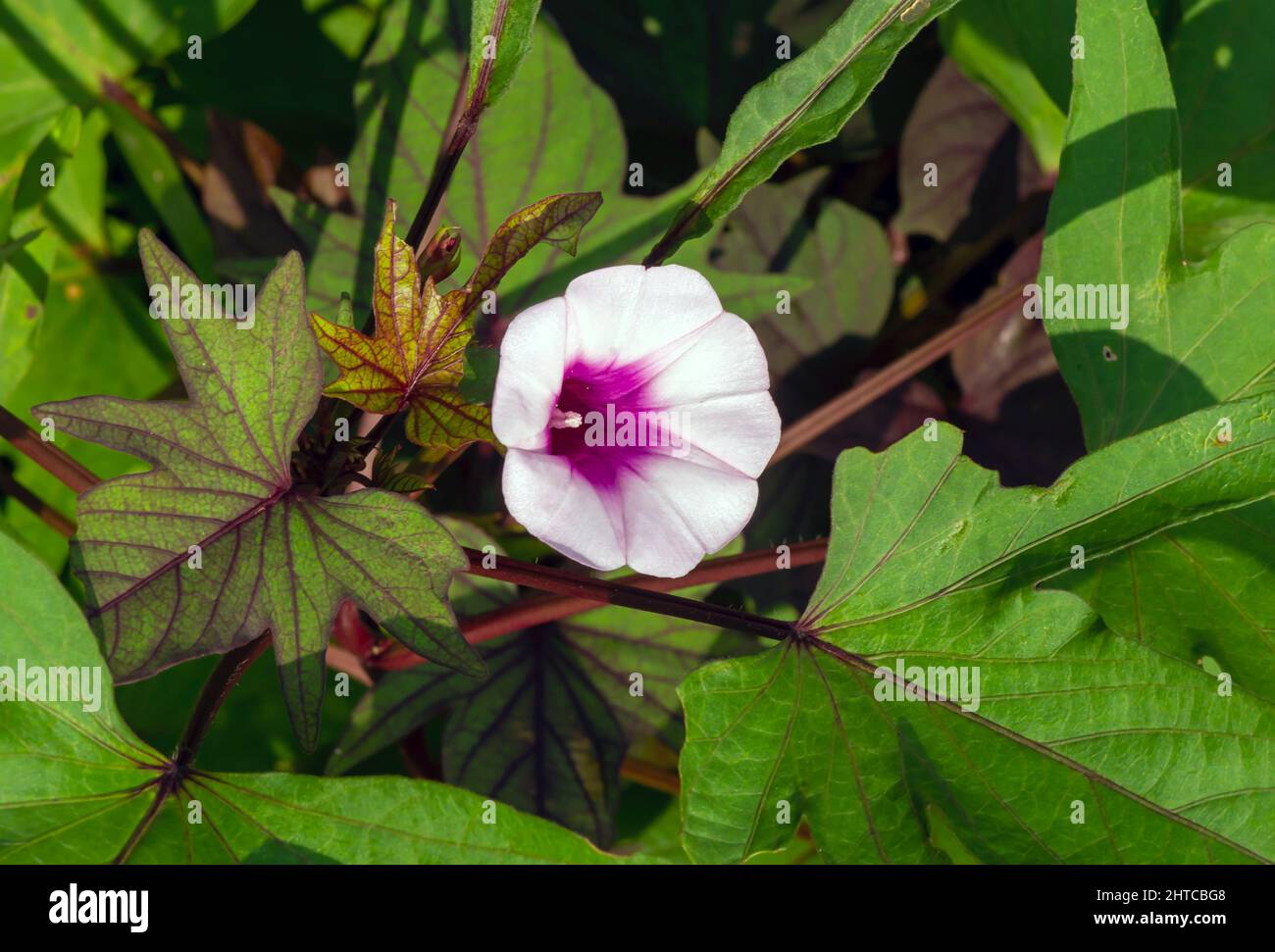 Sweet potato (Ipomoea batatas) leaves and a flower, called Ubi Jalar in Indonesia Stock Photo
