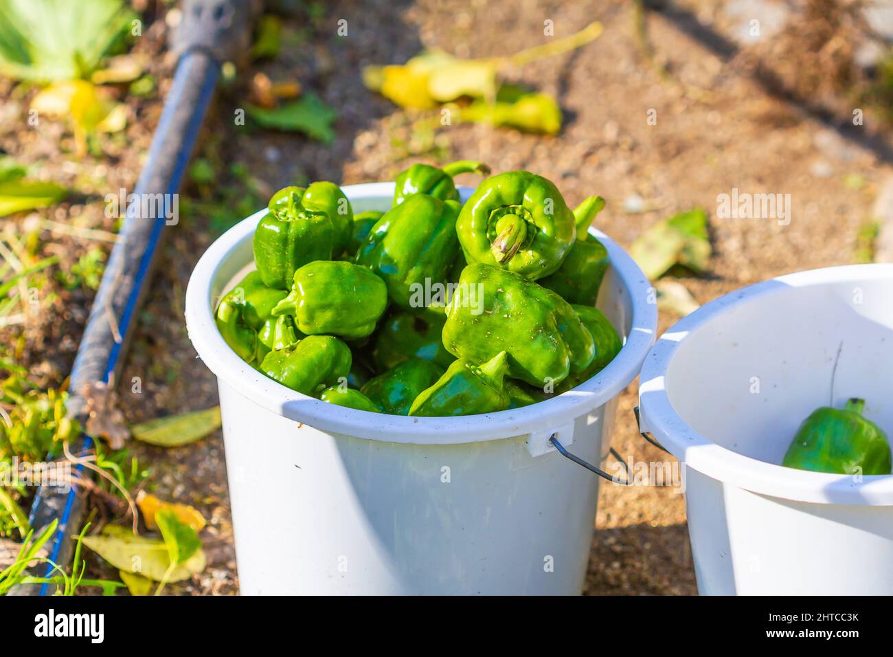 Closeup of green bell peppers in buckets from an organic garden in