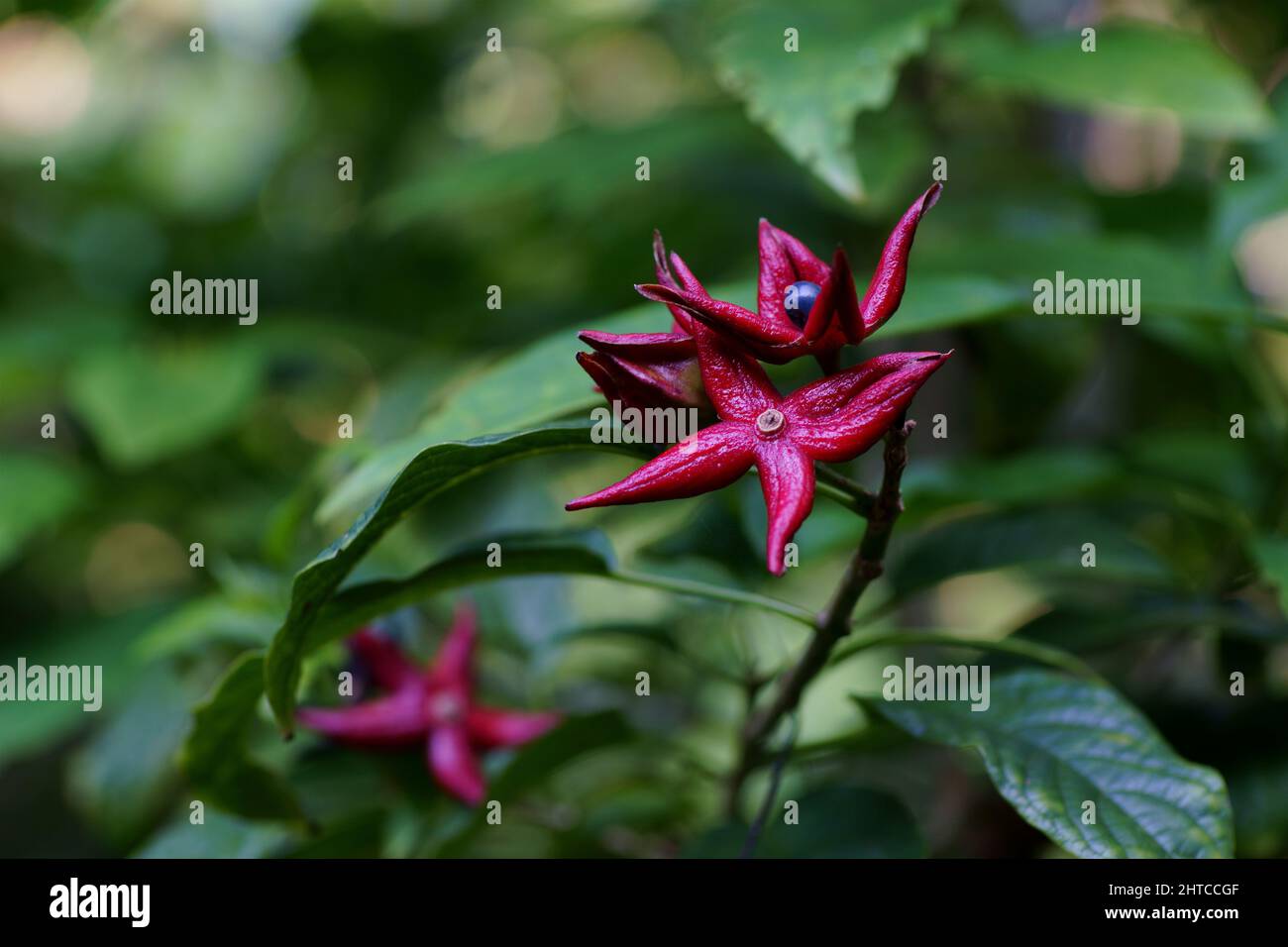 Closeup of a Clerodendrum tripartite blossom on a stem with green leaves Stock Photo