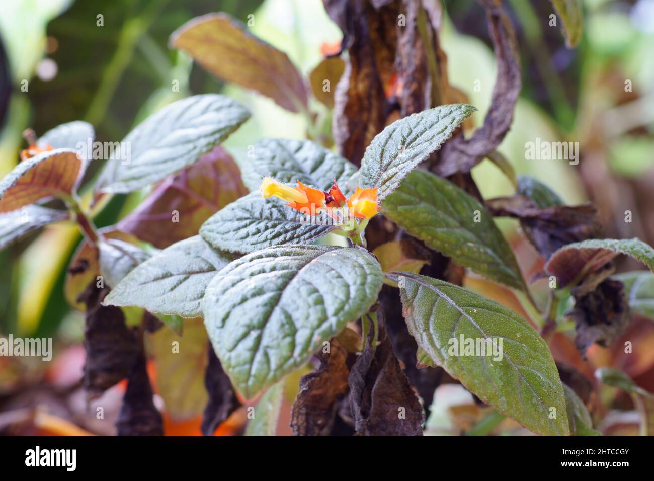 Closeup of the orange sunset bells blossom on a stem with green leaves Stock Photo