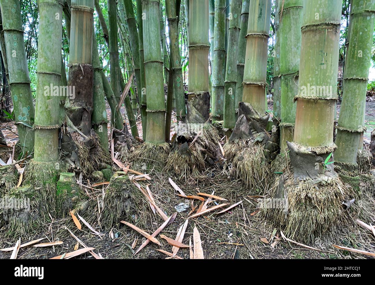 Natural bamboo roots in the forest, in Yogyakarta, Indonesia Stock