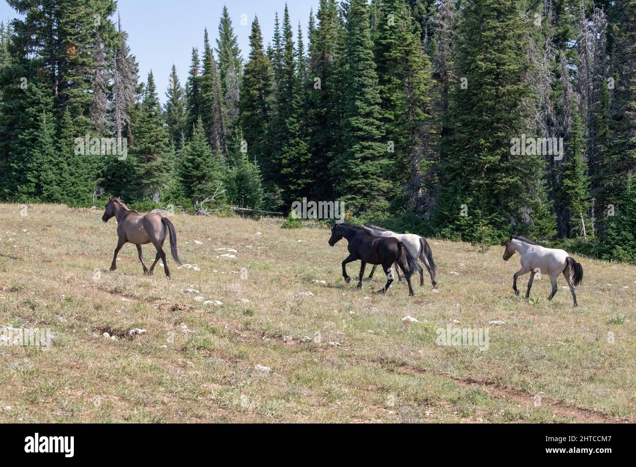 Four wild horse mustangs galloping away in the Pryor Mountains in Montana United States Stock Photo