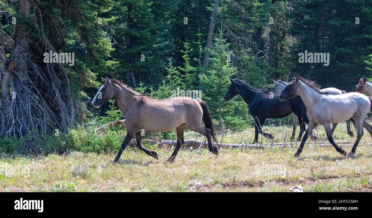 Herd of wild horses on the run in the Pryor Mountains in Montana United States Stock Photo