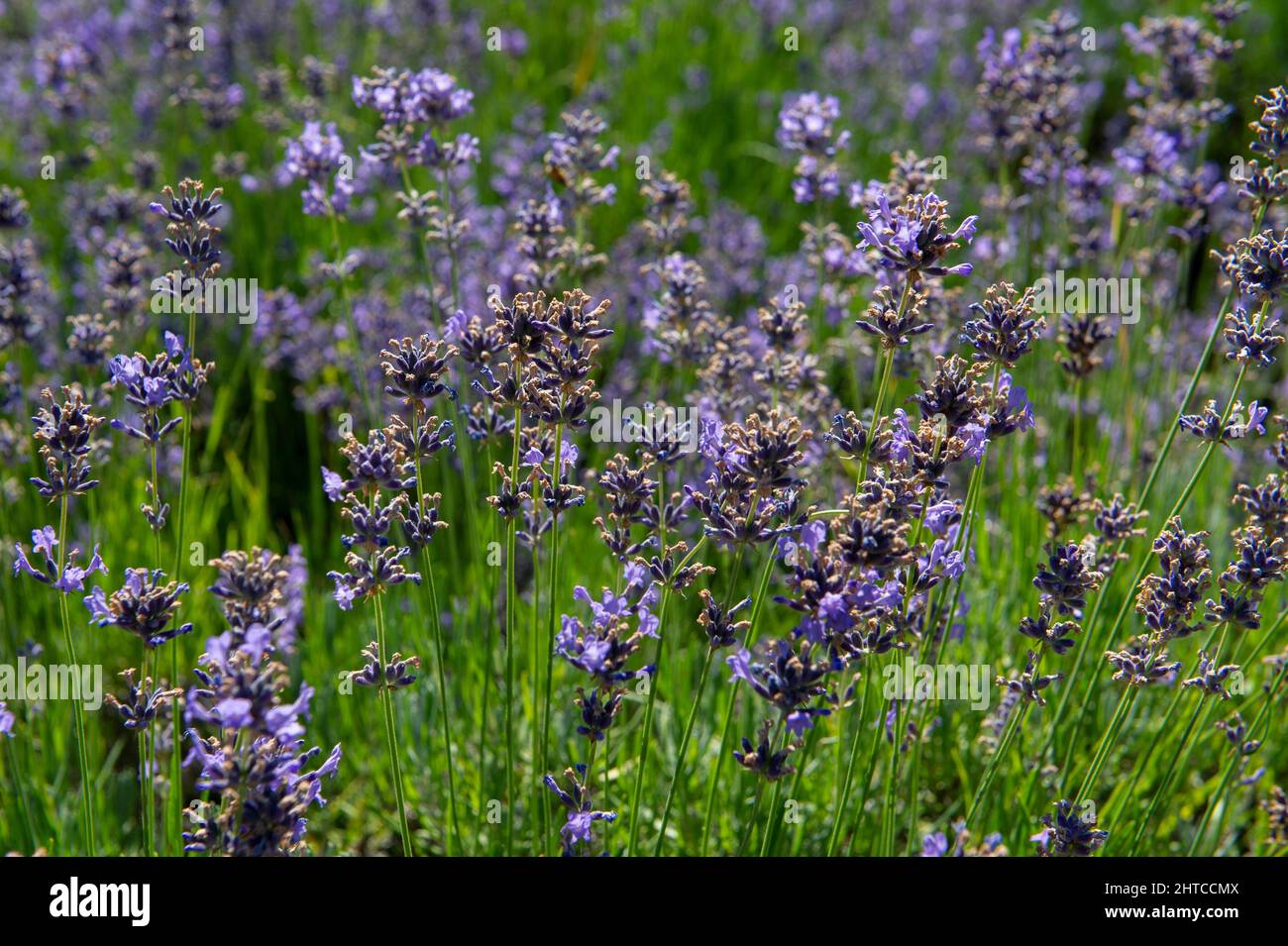 Europe, Italy, Lombardy, Pavia, Varzi lavender cultivation Stock Photo