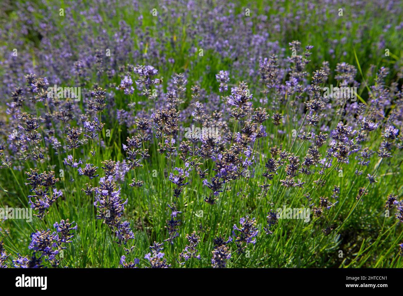 Europe, Italy, Lombardy, Pavia, Varzi lavender cultivation Stock Photo
