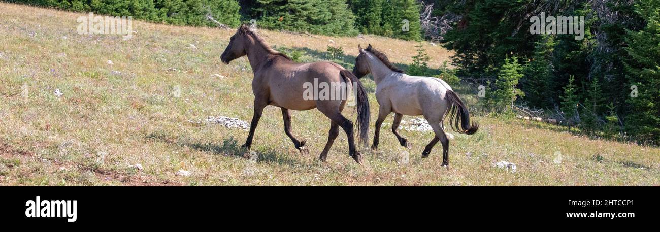 Two wild horses running in the Pryor Mountains in Montana United States Stock Photo