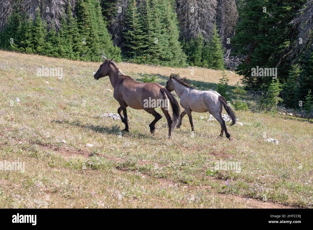Pair of wild horse mustangs galloping in the Pryor Mountains in Montana United States Stock Photo