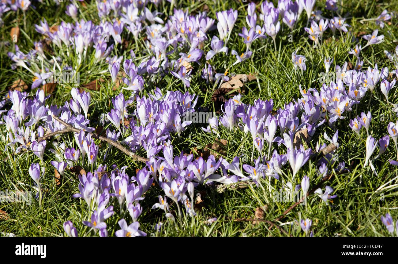 The Crocus is an early blooming spring flower that brings spring colour to the woods and gardens of Northern Europe. Stock Photo
