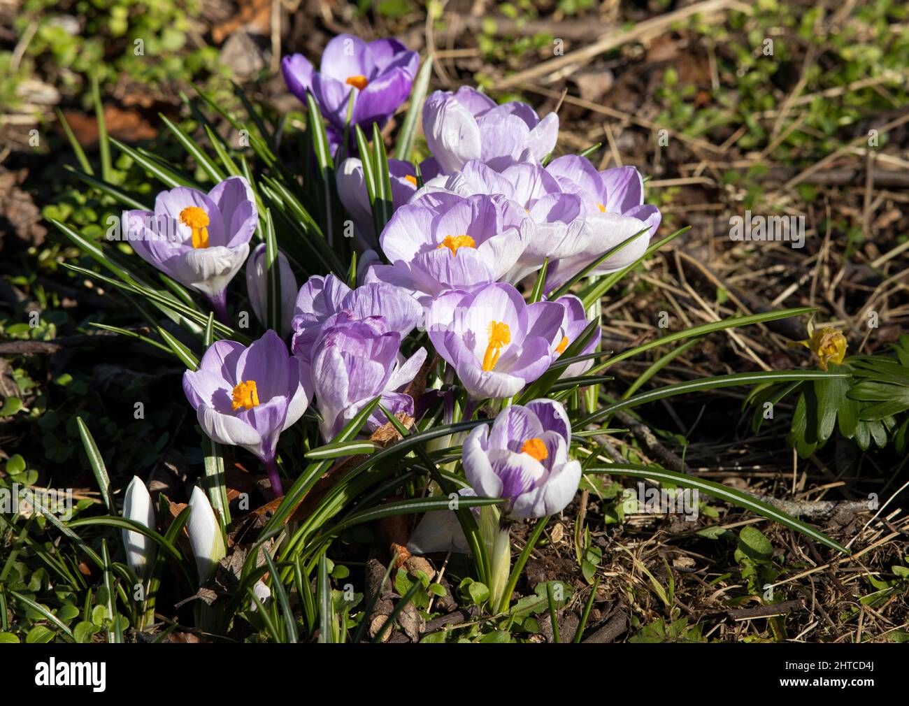 Spring Crocus open up fully in the warm spring sunshine. This provides a welcome source of pollen for and early invertebrates that might be about Stock Photo