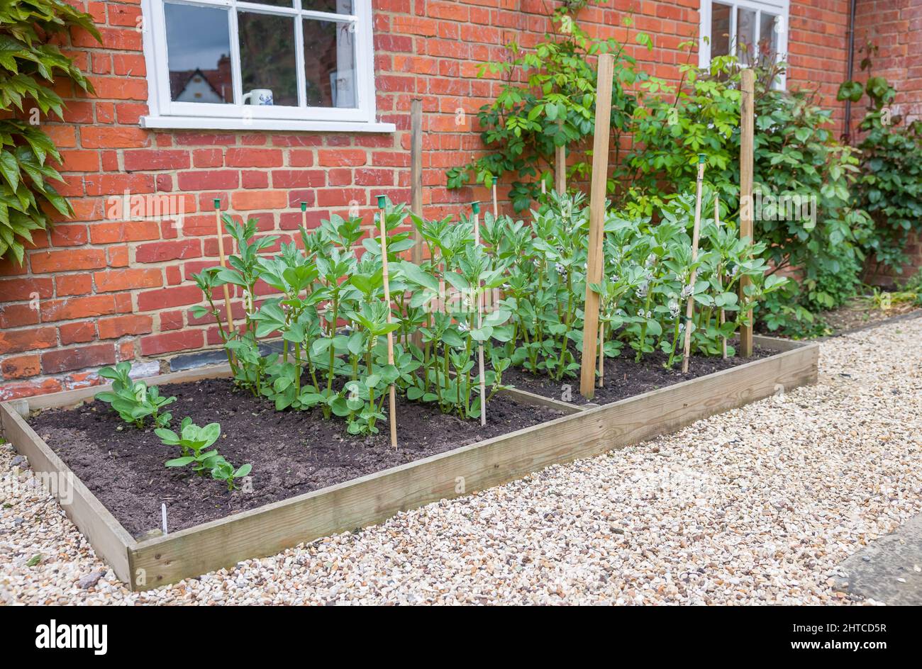 Fava bean plants (faba or broad beans) growing in a vegetable plot. English garden, UK Stock Photo
