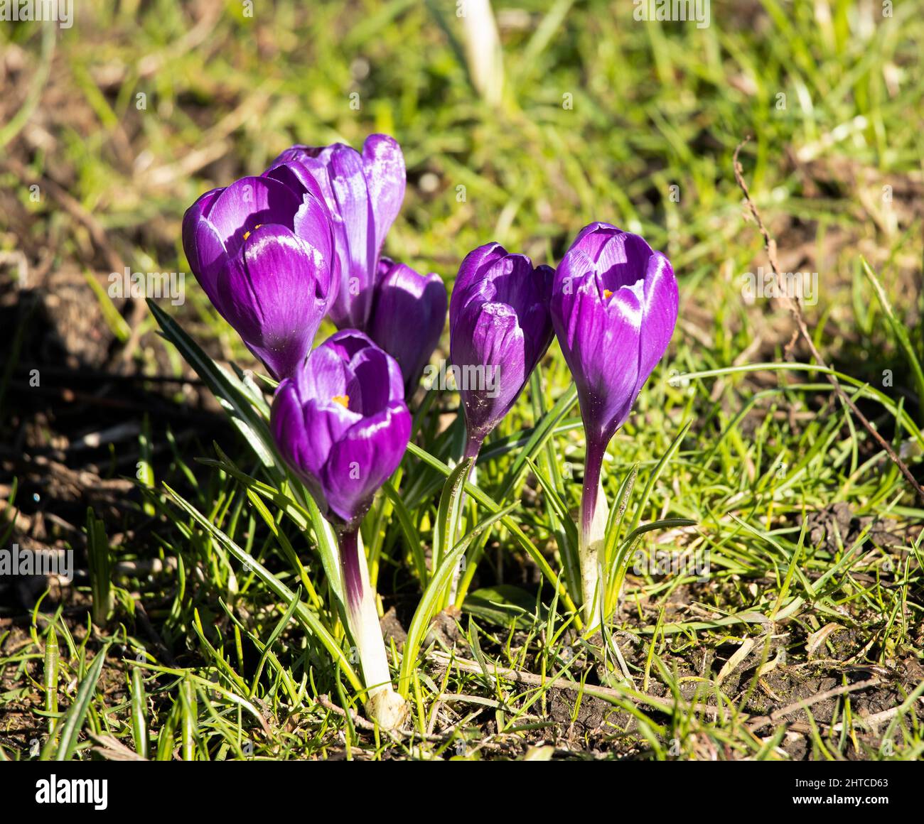 The Crocus is an early blooming spring flower that brings spring colour to the woods and gardens of Northern Europe. Stock Photo