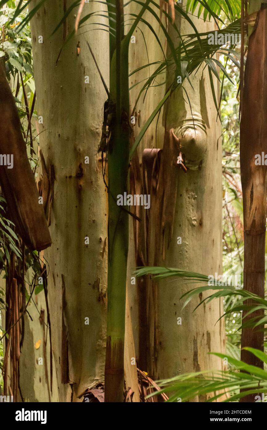 Close-up of two shining wet trunks of Flooded gums (Rose gum, eucalyptus grandis) after rain, lowland subtropical rainforest, Tamborine Mountain, Aus. Stock Photo