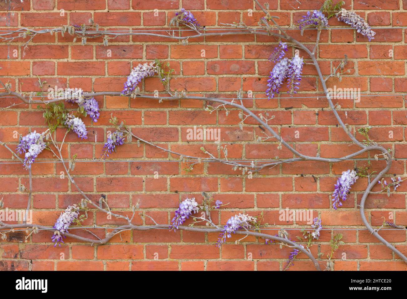 Wisteria vines, training a climbing plant or tree on a house wall in spring, UK, with wire rope for support. Stock Photo