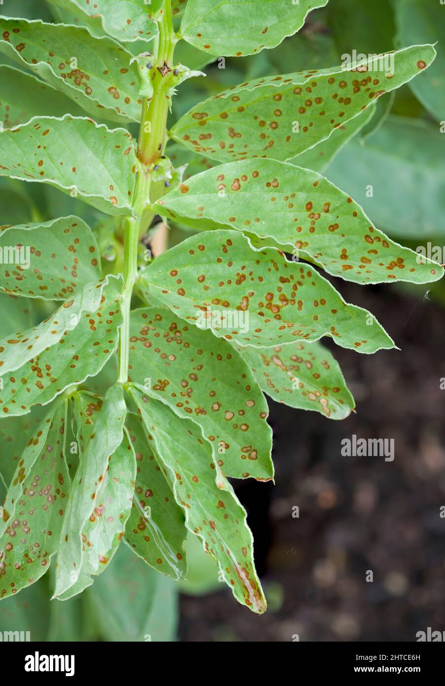 Rust spots on leaves close up, rust plant disease, fava bean plant Stock Photo