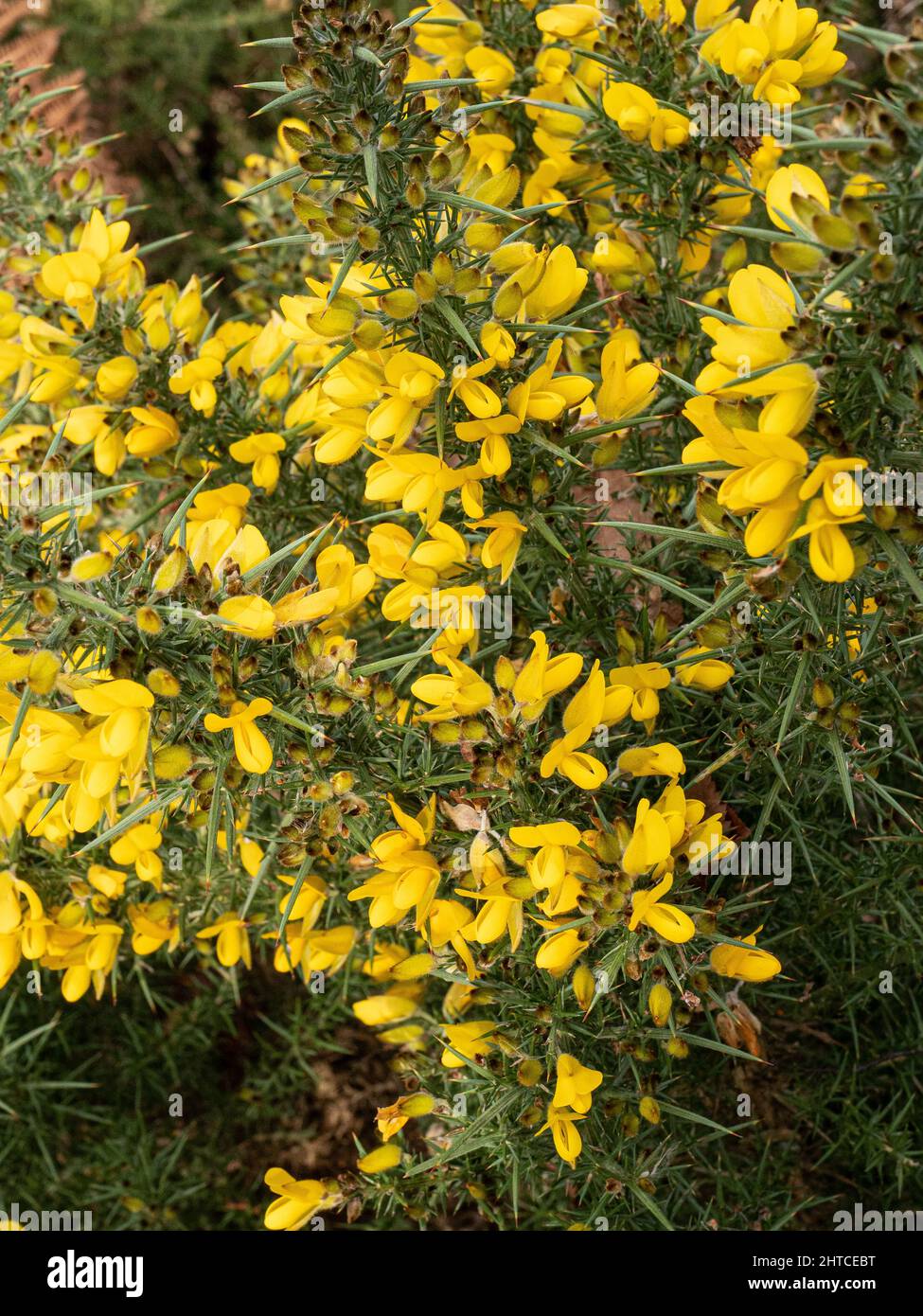 A close up of part of a young yellow flowering gorse bush Ulex europaeus growing on heathland. Stock Photo