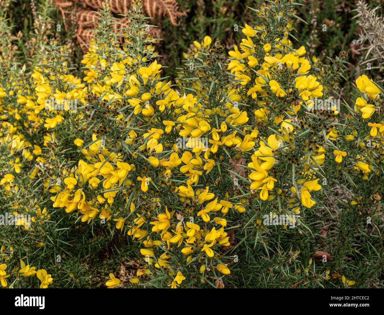 A close up of part of a young yellow flowering gorse bush Ulex europaeus growing on heathland. Stock Photo