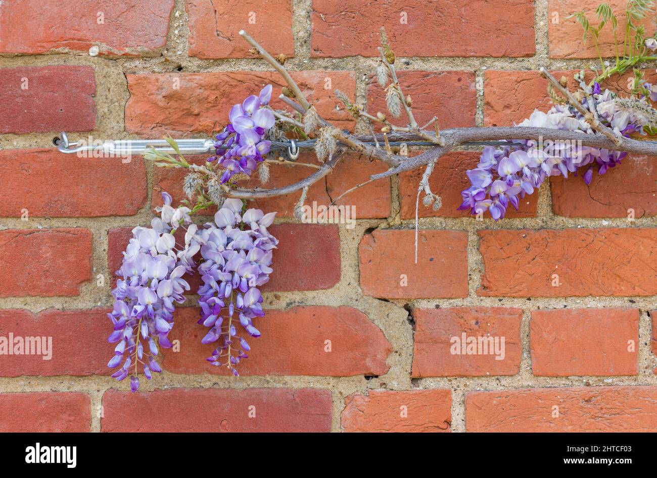 Training a climbing wisteria plant or tree on a brick wall with wire rope and vine eyes, UK Stock Photo