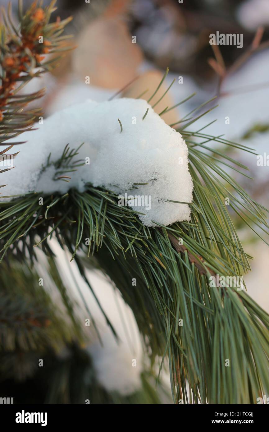 Closeup of green pine trees covered with fresh white snow Stock Photo ...