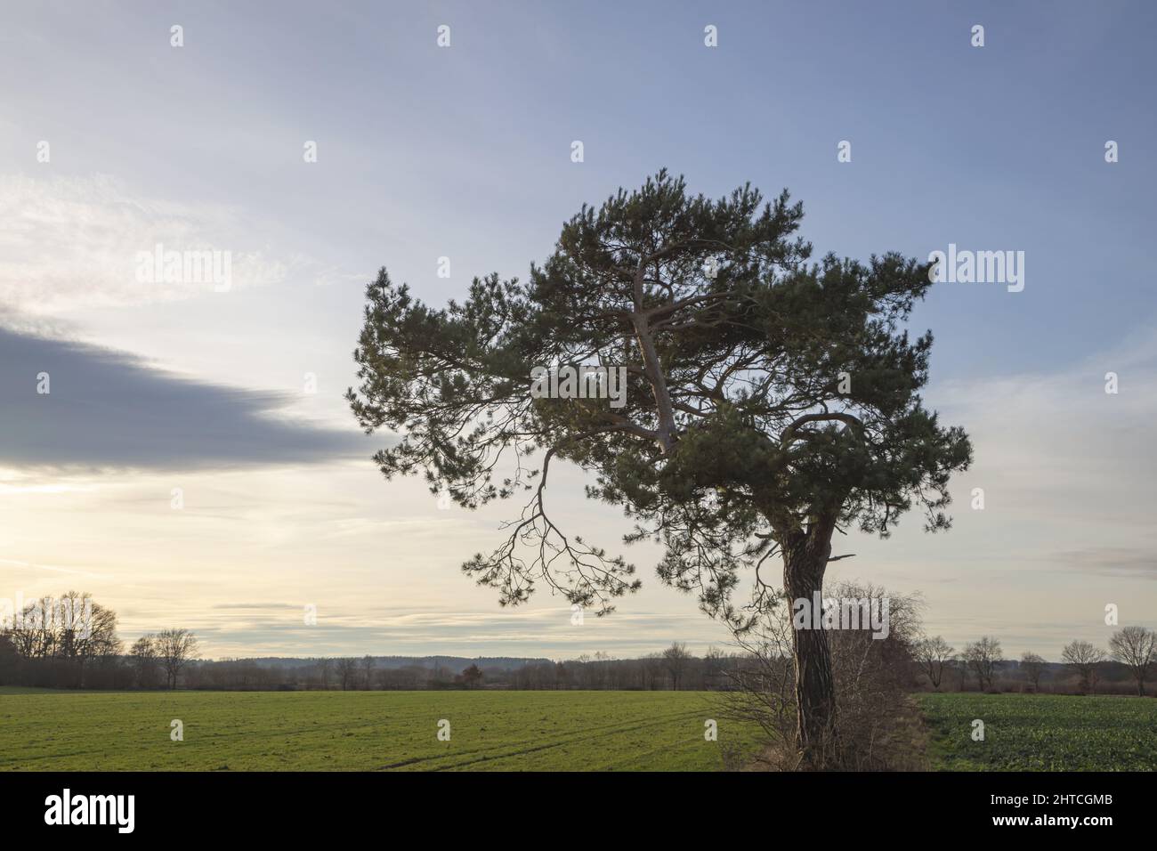 Lonely tree in the field at sunset Stock Photo - Alamy