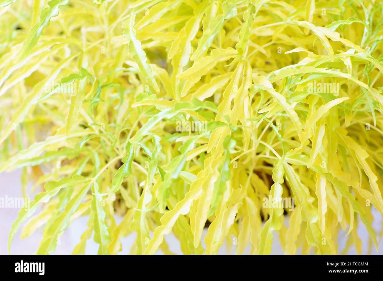 Closeup shot of cretan brake (pteris cretica) plant Stock Photo